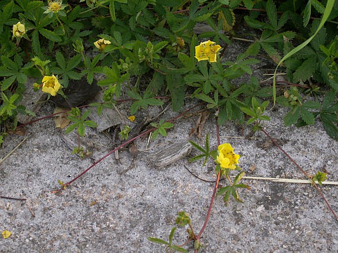 Potentilla reptans