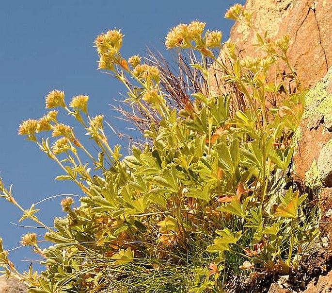 Potentilla valderia