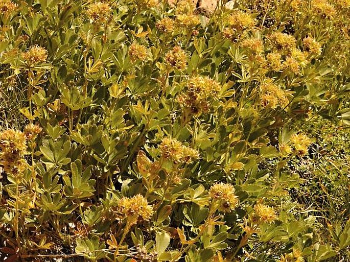 Potentilla valderia