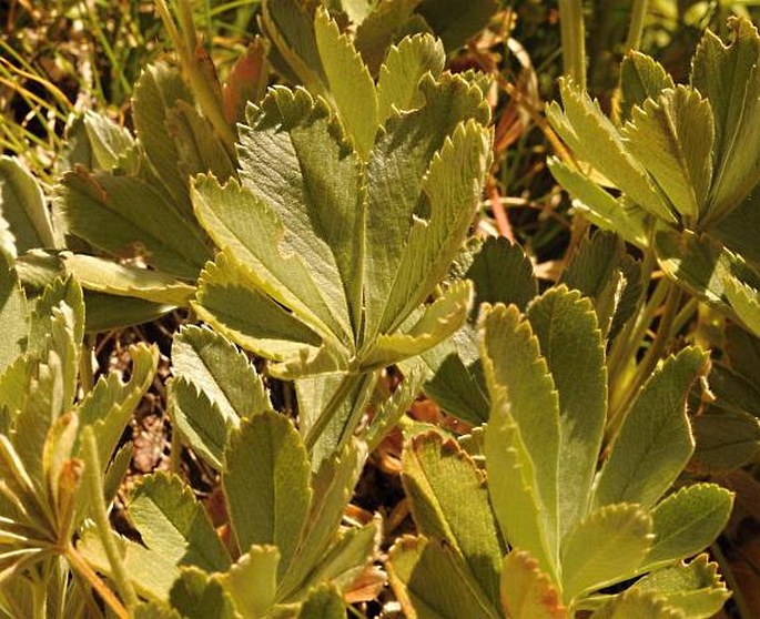 Potentilla valderia