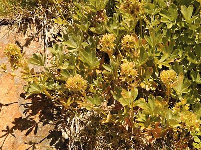 POTENTILLA VALDERIA L. – mochna / nátržník