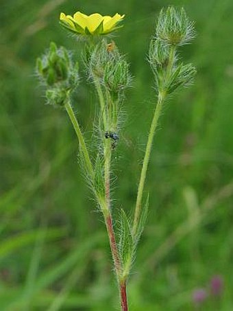 Potentilla recta