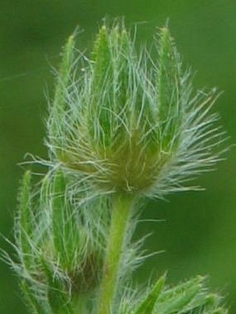 Potentilla recta