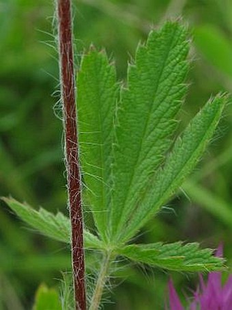 Potentilla recta