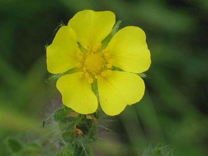 POTENTILLA RECTA L. – mochna přímá / nátržník rovný