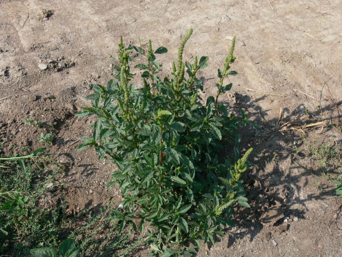 Amaranthus powellii