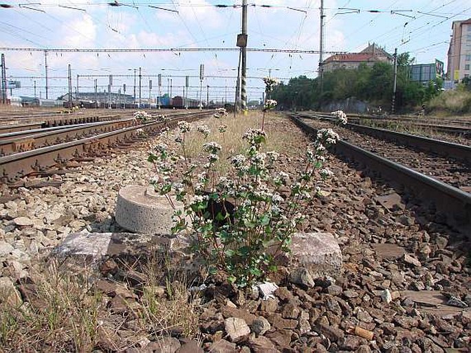 Železniční trať č. 011, Praha - Český Brod - Kolín