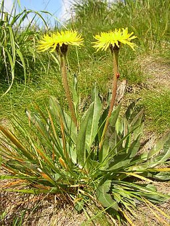 Hypochaeris uniflora