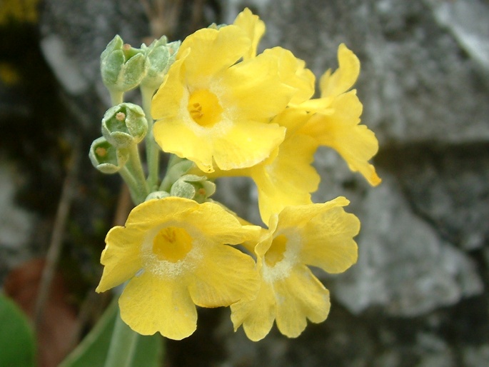 PRIMULA AURICULA L. – prvosenka lysá / prvosienka holá