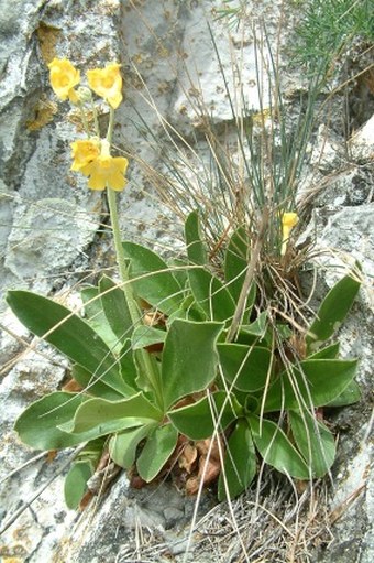 Primula auricula