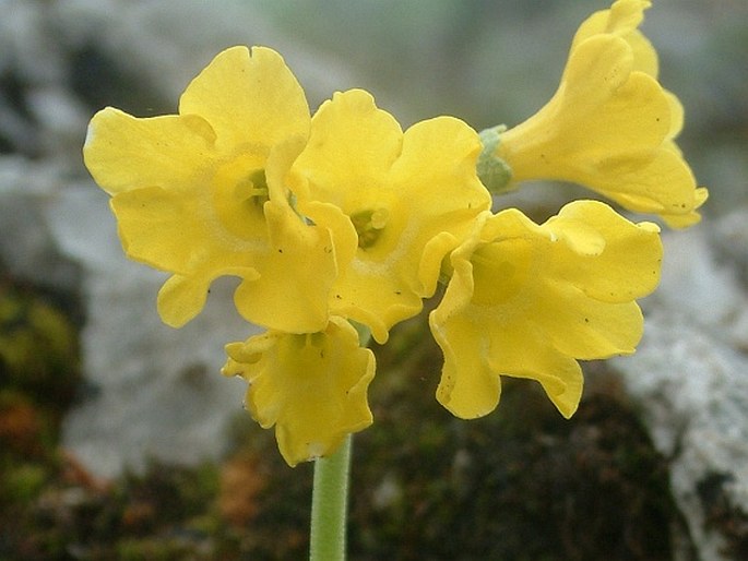 Primula auricula