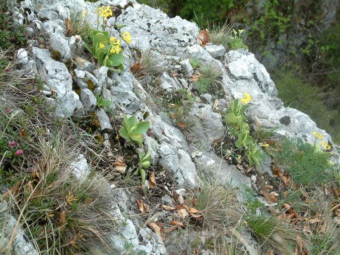 Primula auricula subsp. hungarica