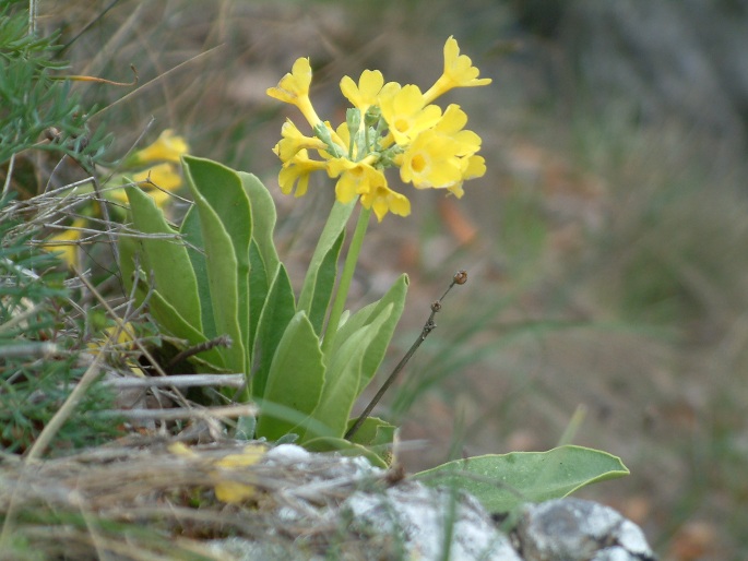 Primula auricula subsp. hungarica