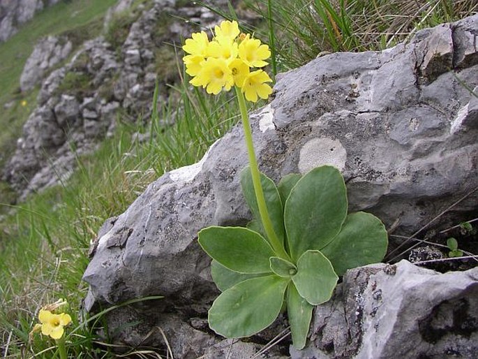 Primula auricula subsp. hungarica