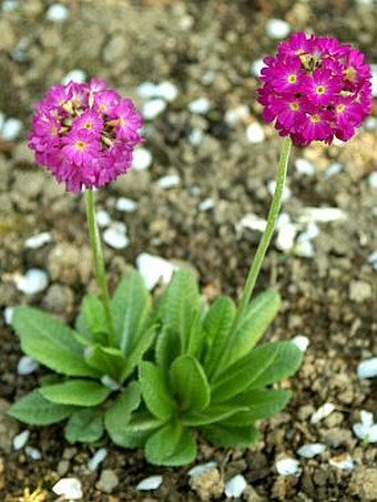 Primula denticulata