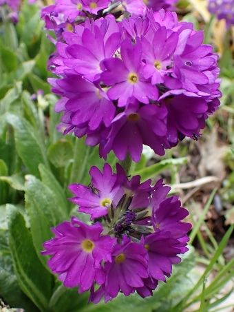 Primula denticulata