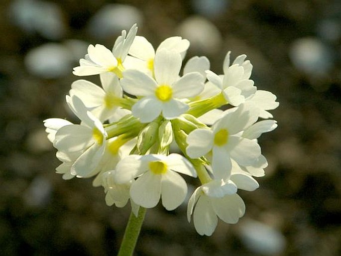 Primula denticulata