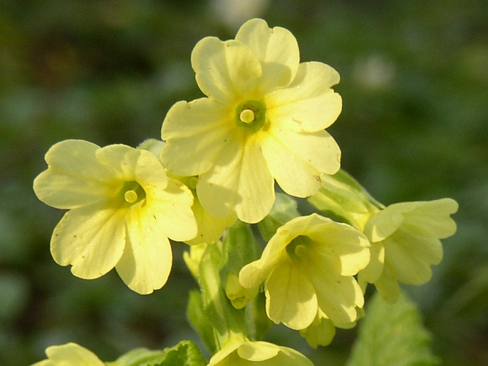 Primula elatior