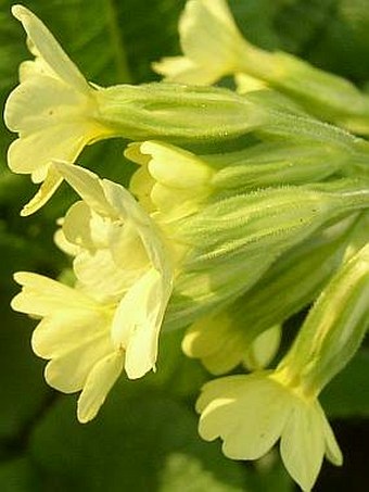 Primula elatior