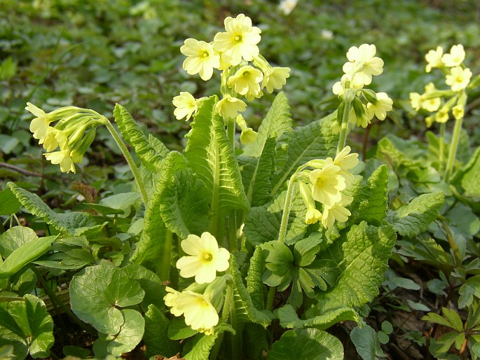 PRIMULA ELATIOR (L.) Hill – prvosenka vyšší / prvosienka vyššia