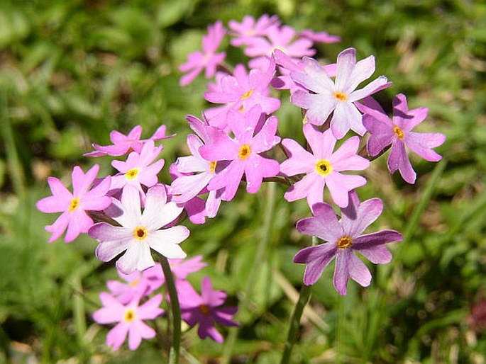 PRIMULA FARINOSA L. – prvosenka pomoučená / prvosienka pomúčená