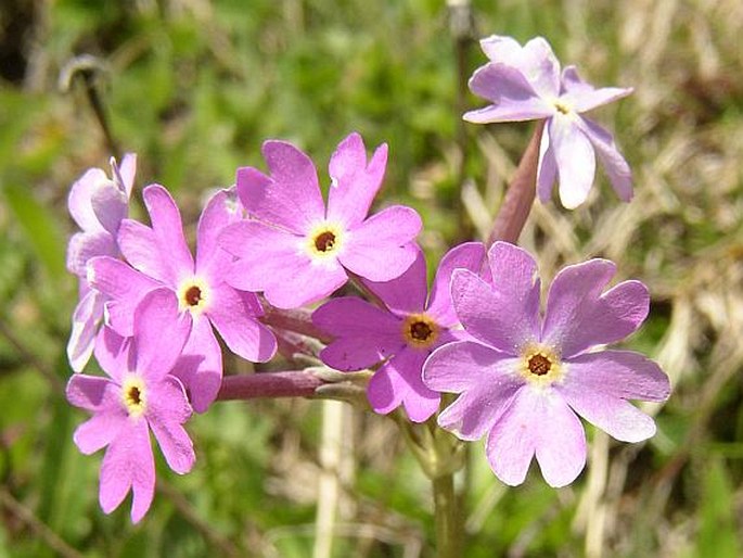 PRIMULA HALLERI J. F. Gmelin – prvosenka Hallerova / prvosienka dlhokvetá