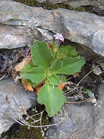 Primula hirsuta