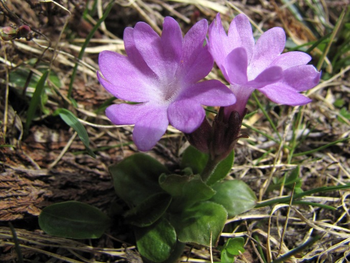 Primula integrifolia