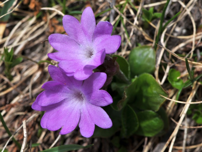 Primula integrifolia