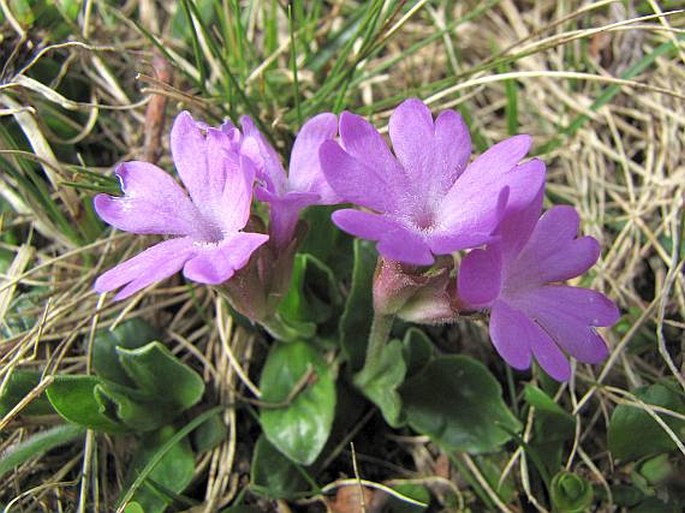 PRIMULA INTEGRIFOLIA L. – prvosenka celolistá / prvosienka