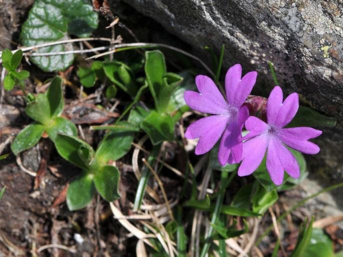 Primula integrifolia