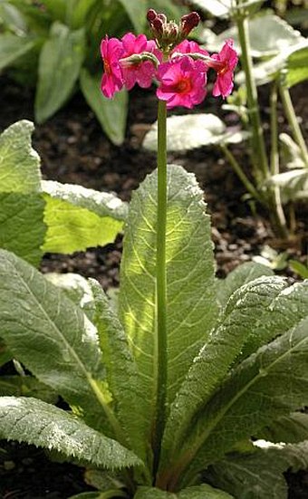 Primula japonica