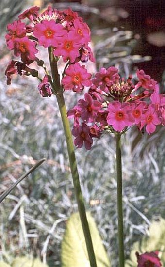 Primula japonica