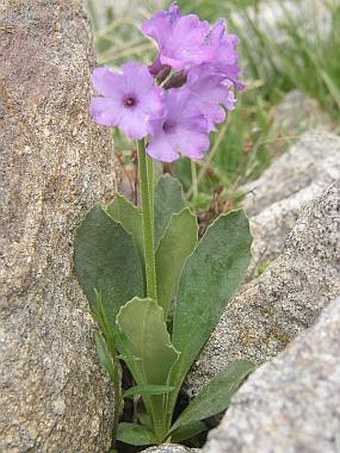 Primula latifolia