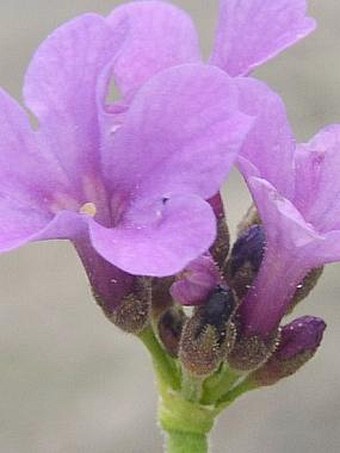 Primula latifolia