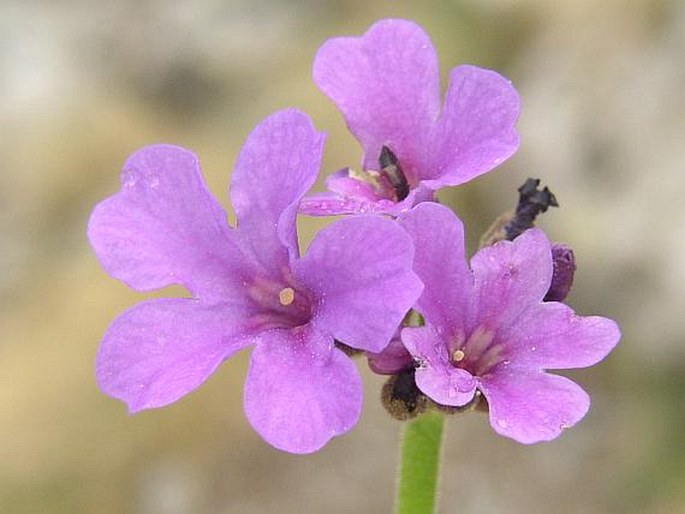 PRIMULA LATIFOLIA Lapeyr. – prvosenka širokolistá / prvosienka