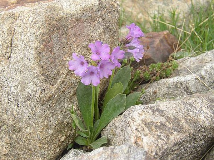 Primula latifolia