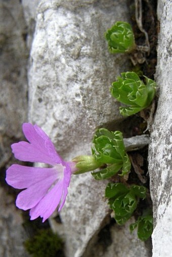 Primula minima