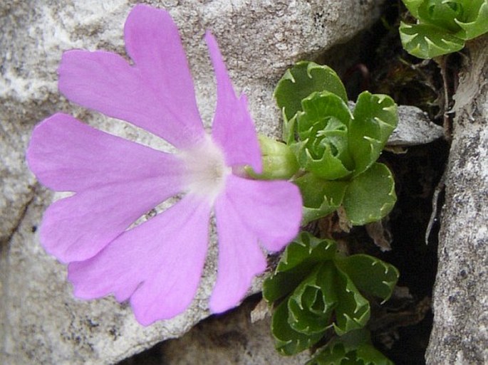 Primula minima