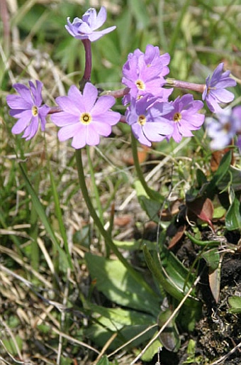 Primula halleri subsp. platyphylla