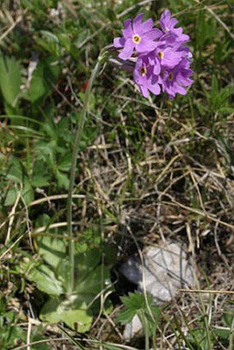 Primula halleri subsp. platyphylla
