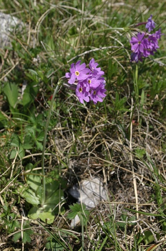 Primula halleri subsp. platyphylla