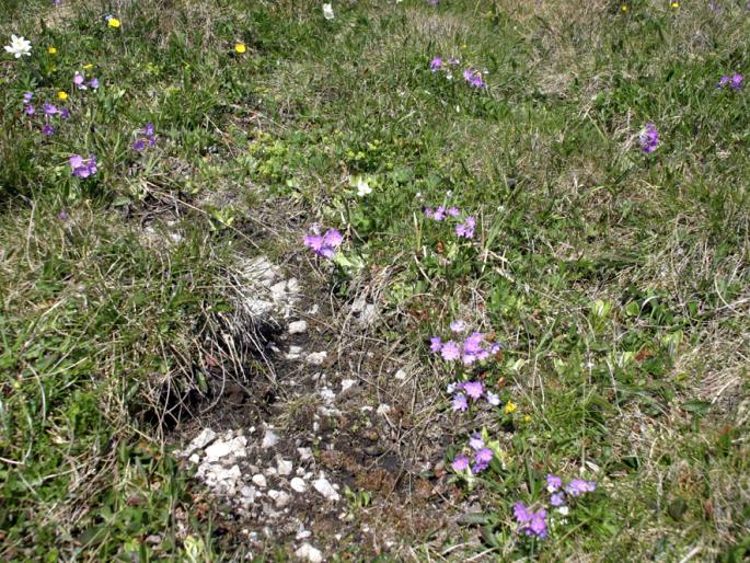 Primula halleri subsp. platyphylla