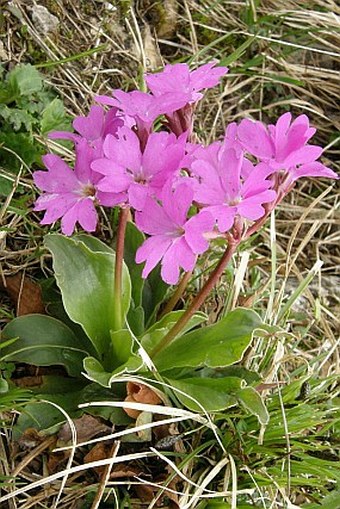 Primula spectabilis