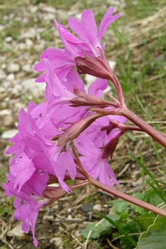 Primula spectabilis