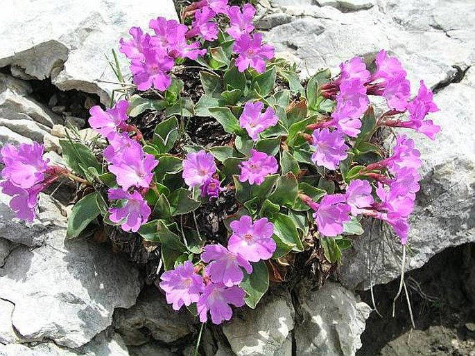 PRIMULA SPECTABILIS Tratt. – prvosenka / prvosienka