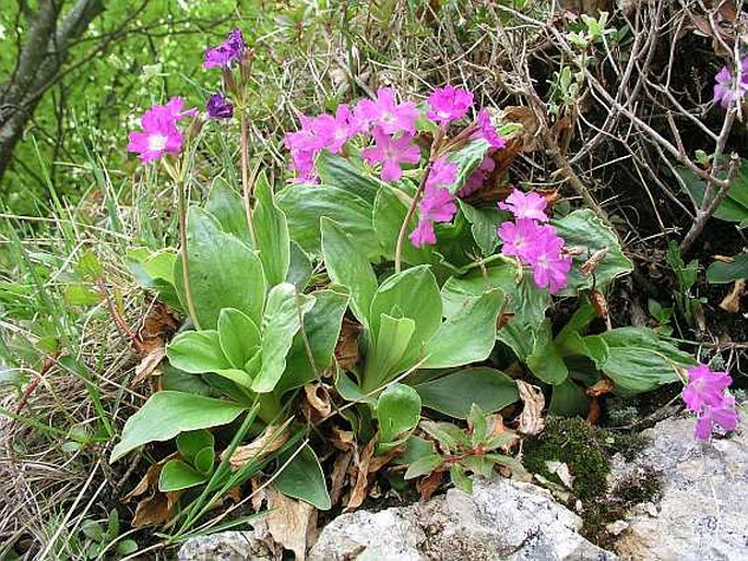 Primula spectabilis