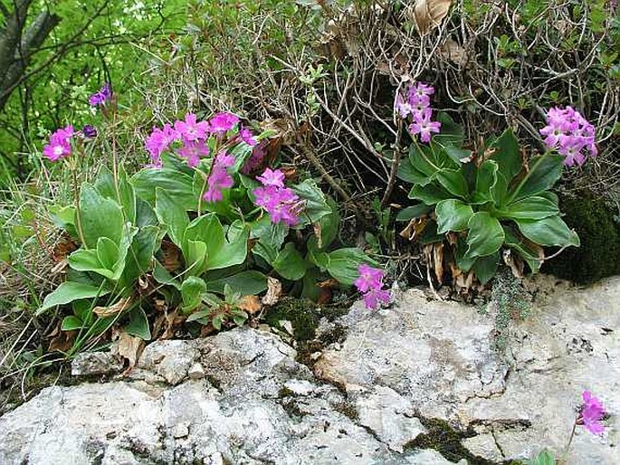 Primula spectabilis