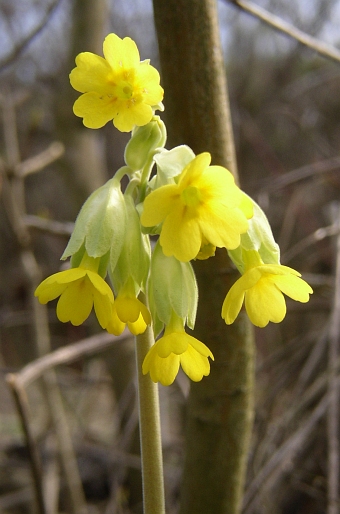 Primula veris