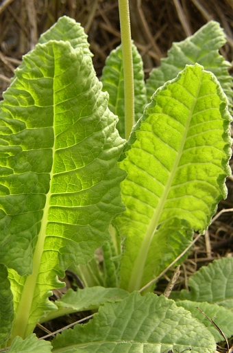 Primula veris